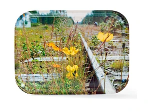 Tarjotin omalla painatuksella