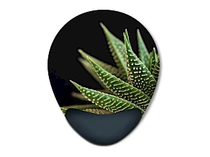 Hiirimatto rannetuella